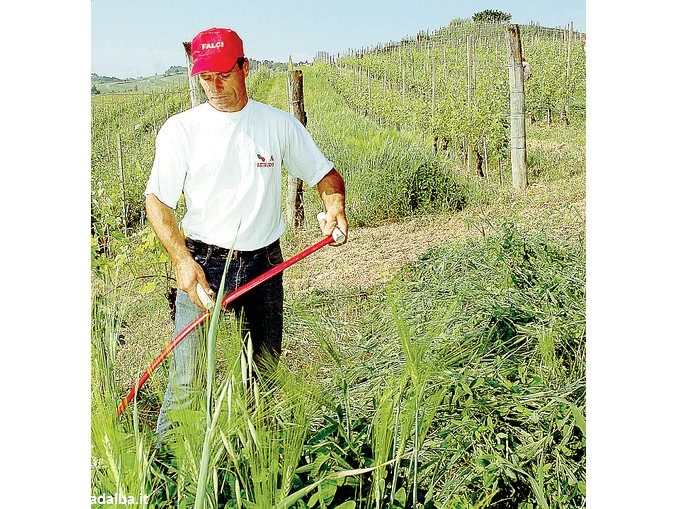 Nelle vigne delle Langhe torna lo sfalcio manuale