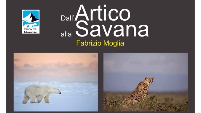 Dall'Artico alla Savana, la mostra di Fabrizio Moglia a Pian del Re