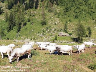 La siccità costringe i malgari a rientrare