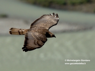 Sabato 26 agosto nel parco del Monviso si osserva la migrazione del Falco pecchiaiolo