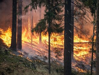 Massima pericolosità per gli incendi boschivi su tutto il territorio regionale   