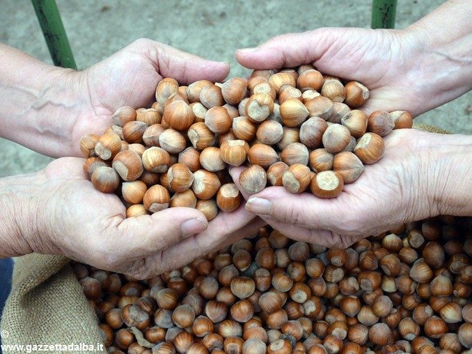 Nocciole al ribasso: il primo prezzo ufficiale è di 335 euro al quintale