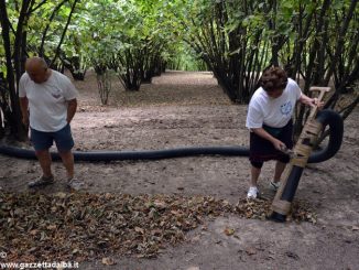 Nocciole: Confagricoltura chiede maggiori controlli contro i furti