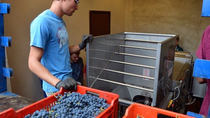 Cinquanta quintali di uva eccellente nel carcere di Alba 2