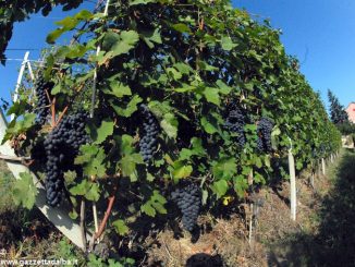 Il Nebbiolo è una macchina da vino