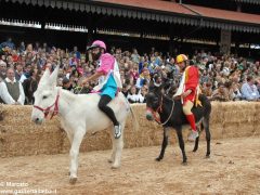 Tutte le foto più belle del Palio degli asini, vinto dal borgo dei Brichet 14