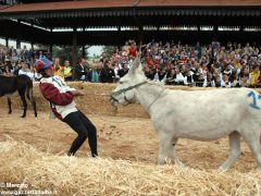 Tutte le foto più belle del Palio degli asini, vinto dal borgo dei Brichet 17