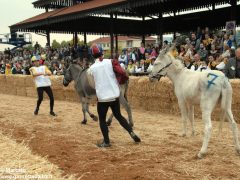 Tutte le foto più belle del Palio degli asini, vinto dal borgo dei Brichet 33