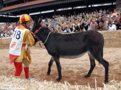 Tutte le foto più belle del Palio degli asini, vinto dal borgo dei Brichet 7