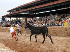 Tutte le foto più belle del Palio degli asini, vinto dal borgo dei Brichet 35