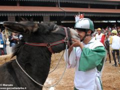 Tutte le foto più belle del Palio degli asini, vinto dal borgo dei Brichet 40