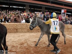 Tutte le foto più belle del Palio degli asini, vinto dal borgo dei Brichet 8