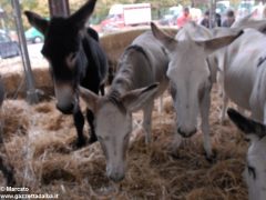 Tutte le foto più belle del Palio degli asini, vinto dal borgo dei Brichet