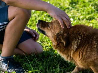 Il cane in città: a Canale un corso per gestire i cuccioli di casa