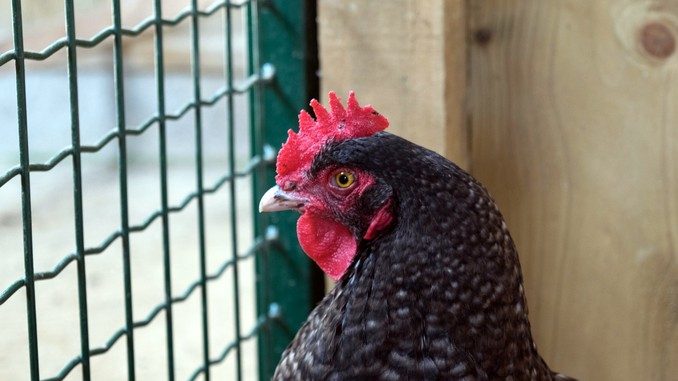 Influenza aviaria in due allevamenti dell’Astigiano. Zone di protezione