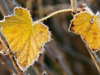 Gelate di aprile: le aziende potranno accedere al fondo di solidarietà