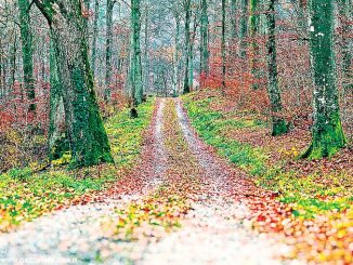 Con la nuova legge forestale il legno diventerà una risorsa