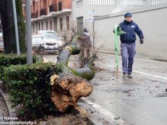 Un grande albero è crollato, ostruendo corso Michele Coppino ad Alba 2