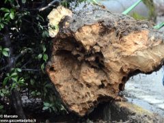 Un grande albero è crollato, ostruendo corso Michele Coppino ad Alba 3