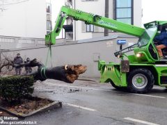 Un grande albero è crollato, ostruendo corso Michele Coppino ad Alba 4