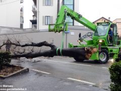 Un grande albero è crollato, ostruendo corso Michele Coppino ad Alba 5