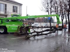 Un grande albero è crollato, ostruendo corso Michele Coppino ad Alba 9