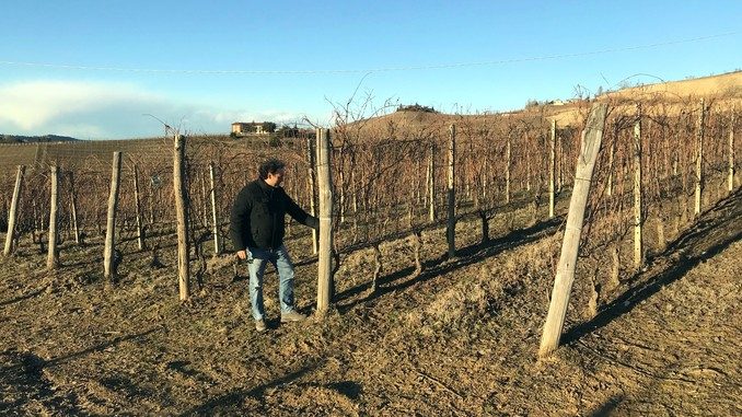 Nuovi vigneti nella zona del Barbaresco per l'azienda vinicola Rivetto