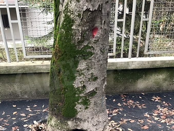 Verifiche in corso sull’albero caduto e su altri esemplari