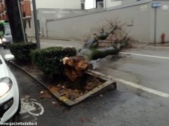 Un grande albero è crollato, ostruendo corso Michele Coppino ad Alba