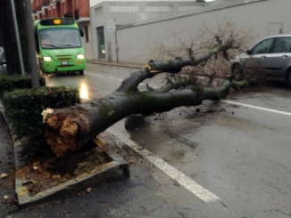 Un grande albero è crollato, ostruendo corso Michele Coppino ad Alba 1