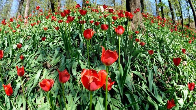 Govone annuncia un ricco programma per i 20 anni di Tulipani a corte