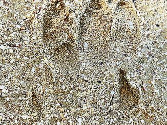 Una misteriosa impronta, trovata nel Canalese, incuriosisce il Web