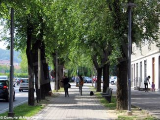 Nei prossimi giorni verranno abbattuti alcuni alberi nei viali di Alba