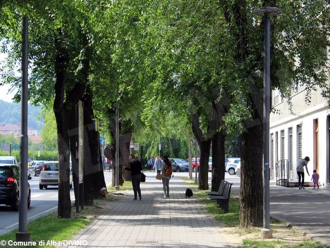 Nei prossimi giorni verranno abbattuti alcuni alberi nei viali di Alba