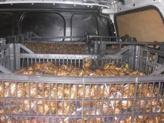 Sequestrati 640 chili di lumache provenienti dalla Grecia