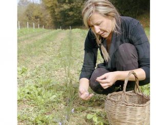 Lo zafferaneto biodinamico rende ben 600 grammi di stimmi pregiati