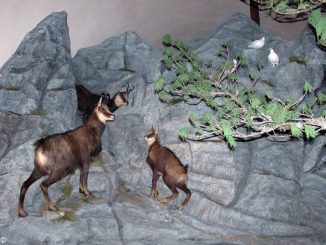 Il centro visite Alev&egrave; di Casteldelfino chiuso per la