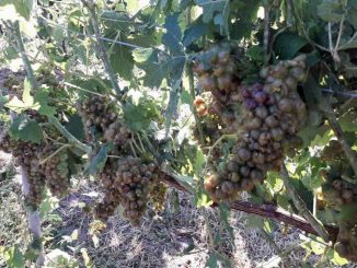 Nubifragi: danni ingenti ai vigneti nella zona di Nizza