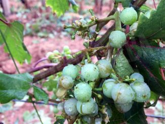 Violenta grandinata nel monregalese con noccioleti e vigneti  compromessi