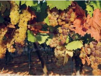 Moscato: Confagricoltura propone una resa di 85 quintali di uva per ettaro