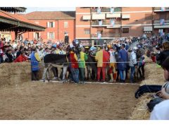 Doppia vittoria per Borgo Moretta. Ecco le foto di palio e sfilata 42