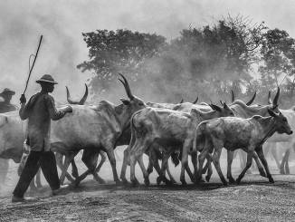 Scatto di un lamorrese al concorso fotografico di National Geographic