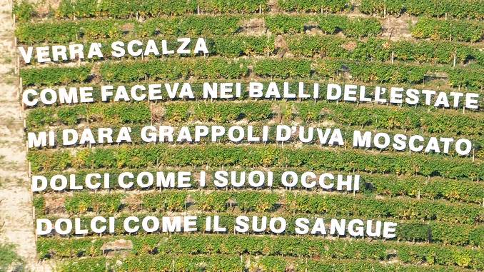 Versi poetici sulle vigne di Langa, succede a Castiglione Tinella