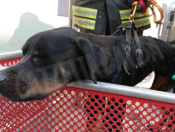 Cane rinchiuso da giorni in una casa di Agliano Terme: denunciato il proprietario.