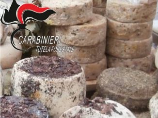 Controlli nei giorni della Fiera: sequestrato formaggio, multe per 30 mila euro
