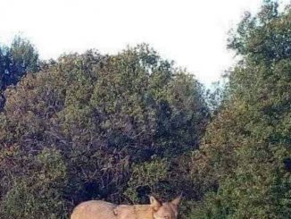 Avvistato un lupo vicino alla strada tra Bossolasco e Murazzano