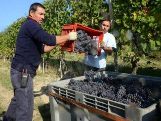 Nebbiolo: la solita macchina da vino