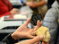 Fiera del tartufo: il fine settimana di inizio novembre 12