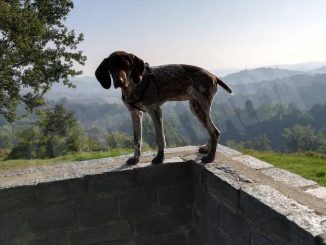 Montà: i bocconi avvelenati hanno ucciso tre cani da tartufo 2