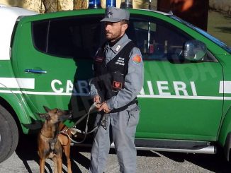 Montà: i bocconi avvelenati hanno ucciso tre cani da tartufo 4